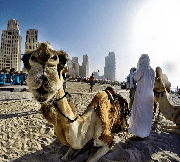 Dubai Marina cosa vedere , un bel giro sul cammello